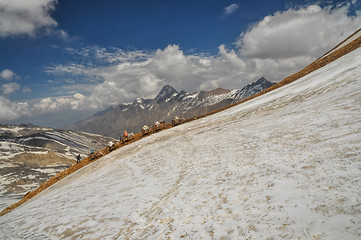 Image showing Mules in Himalayas