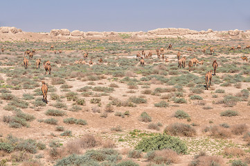 Image showing Camels in Turkmenistan