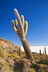 Image showing Cactus by slat planes