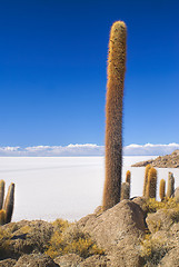 Image showing Cactus by slat planes