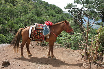 Image showing Tibetan horse in nature