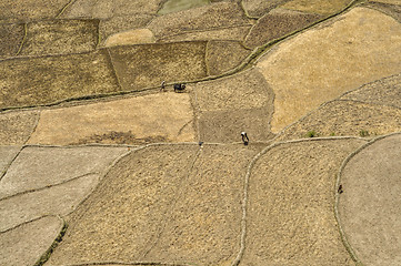 Image showing Fields in Nepal