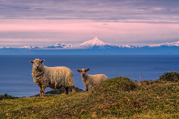 Image showing Sheep in Chile