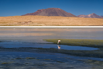 Image showing Flamingo