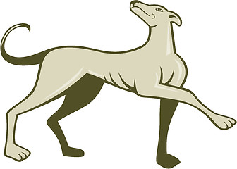 Image showing Greyhound Dog Marching Looking Up Cartoon