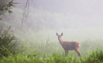 Image showing Deer in morning fogg