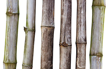 Image showing Dry stalks of bamboo