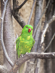 Image showing Scaly-breasted lorikeet