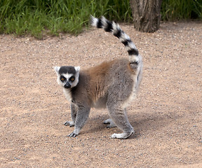 Image showing Lemur