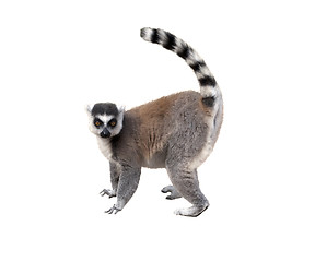 Image showing Lemur