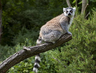 Image showing Lemur