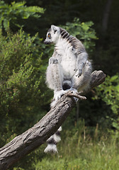 Image showing Lemur