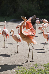 Image showing Red flamingo