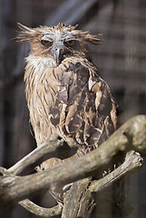 Image showing Buffy fish owl