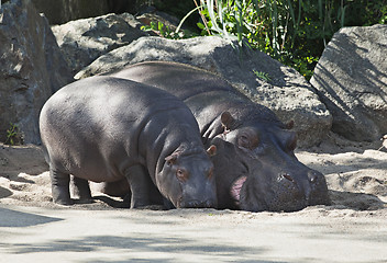 Image showing Two hippos, mother and child