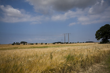 Image showing cereal fields