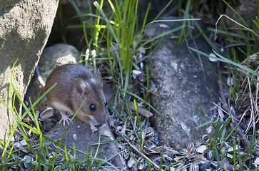 Image showing garden mouse