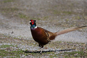 Image showing pheasant cock