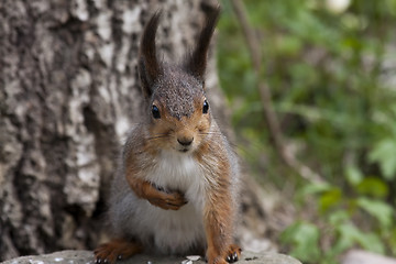 Image showing red squirrel