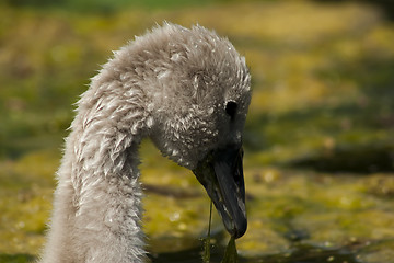 Image showing baby swan