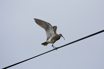 Image showing eurasian curlew