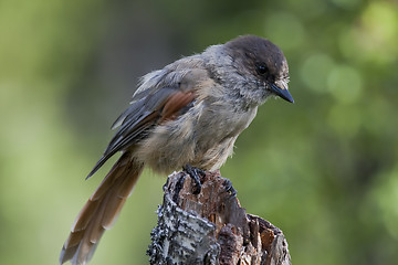 Image showing siberian jay