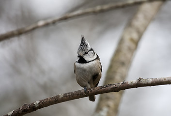 Image showing crested tit