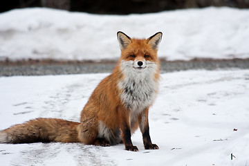 Image showing fox in snow