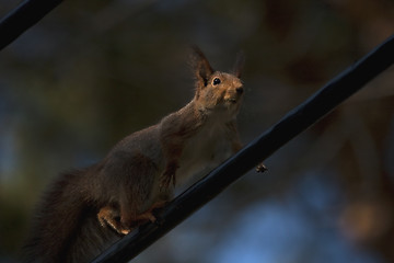 Image showing balancing act