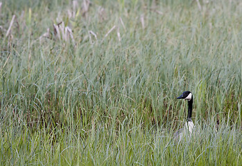 Image showing canada goose