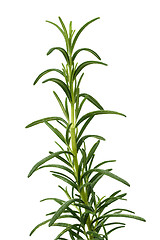 Image showing Rosemary