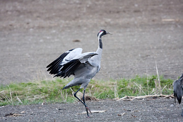Image showing walking crane