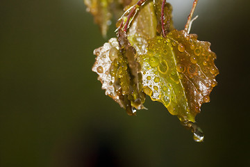 Image showing wet leaves