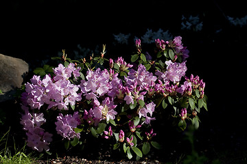 Image showing rododendron