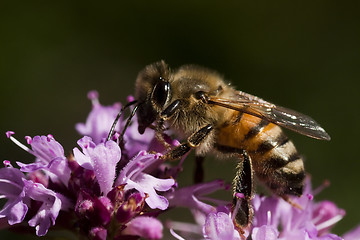 Image showing honey bee