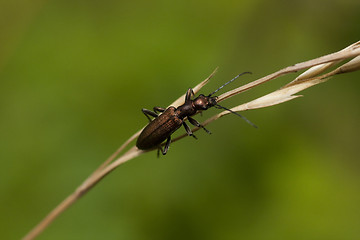 Image showing beetle