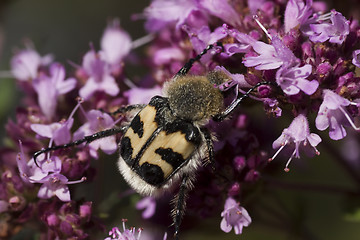 Image showing beetle bee