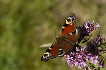 Image showing peacock butterfly