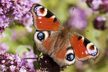 Image showing peacock butterfly