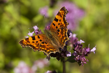 Image showing comma