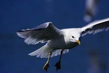 Image showing gull over water