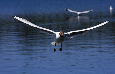 Image showing black headed gull