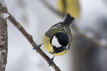 Image showing great tit