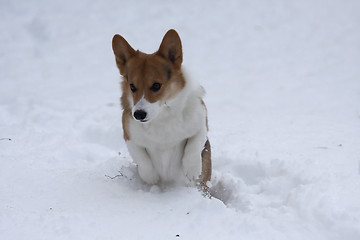 Image showing dog in snow