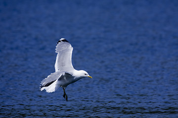 Image showing gull