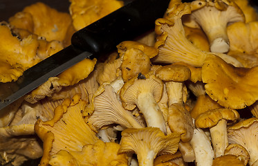 Image showing girolles