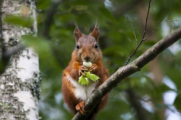 Image showing squirrel with a hazelnut