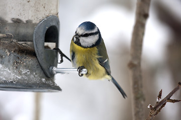 Image showing blue tit