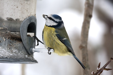 Image showing blue tit