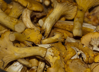 Image showing girolles